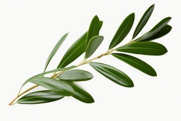 Fototapeta na wymiar olive branch green white background, Generative AI