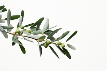 olive branch n white background, Generative AI