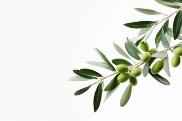 Fototapeta na wymiar olive branch n white background, Generative AI