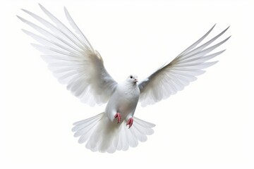 Obraz premium white dove in flightcon white background, Generative AI