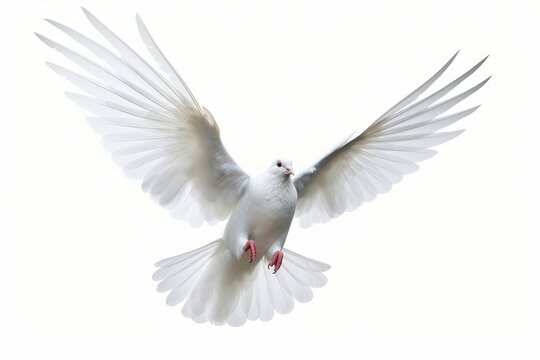white dove in flightcon white background, Generative AI