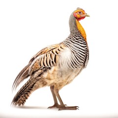 Lesser prairie-chicken bird isolated on white background.