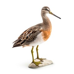 Obraz premium Long-billed dowitcher bird isolated on white background.