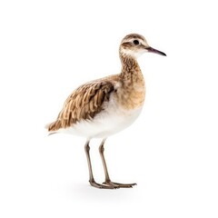 Little curlew bird isolated on white background.