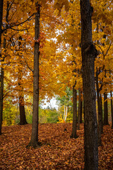 Fall trees in October