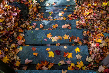 Dancing leaves in October