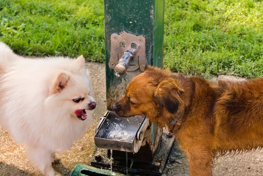 aggressive dog bares its teeth, and a passive one
