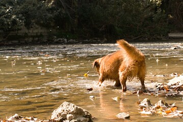 basque shepherd dog splashing water, on the river