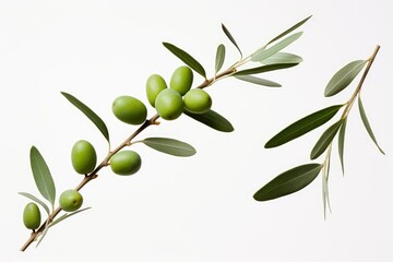 olive branch green white background, Generative AI