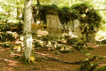 Impressive natural stone in the forest with a big tree