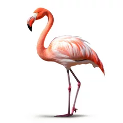 Fotobehang pink flamingo, Generative AI © Kevin