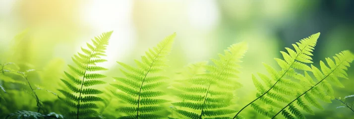 Foto op Canvas Beautiful natural background border with fresh juicy light green foliage of fern in sunlight in spring summer and defocused bokeh outdoors in nature © Sasint