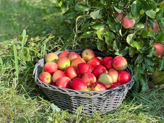 Basket of apples red ripe fruits in the garden.