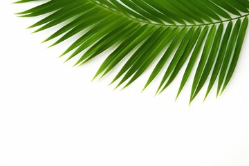 Fototapeta premium Green leaf of palm tree on white background, Generative AI