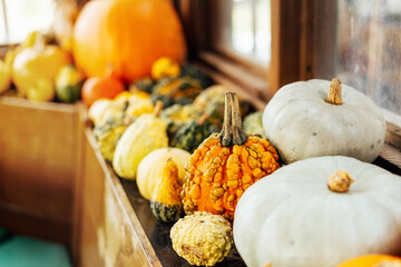 Close up Various colorful ugly squashes and pumpkins displayed. Decoration for Thanksgiving or Halloween. Autumn vegetable harvest. Selective focus.