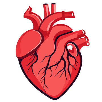 Example: human heart in vector format, organ simulation, human heart, doctor, treatment