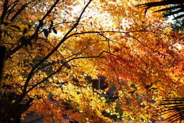autumn in the forest