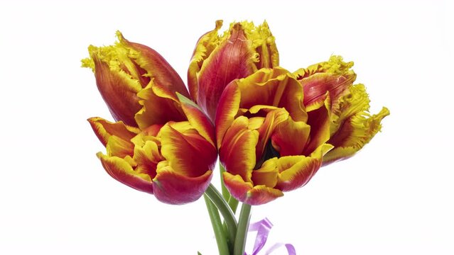 Beautiful bouquet of red tulips on white background, close-up. Holiday bouquet. Wedding backdrop, Valentines Day concept. 4K