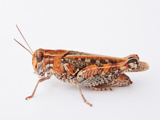 Short horned grasshopper. Genus Calliptamus.