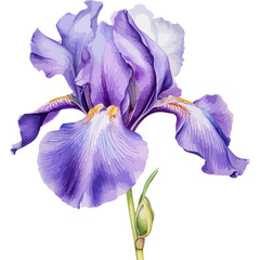 flower isolated on white background