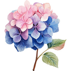 flower isolated on white background