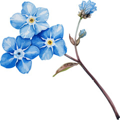 flower isolated on white background