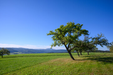 Obstbäume auf Wiese