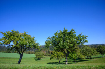 Obstbäume auf Wiese