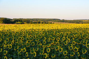sunflower field on the sunset with clear sky and forest on background copy space