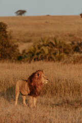 A male lion poses on the Serengeti in Tanzania