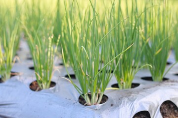 Beautiful onion plants on the farm.Green onions growing in the field.