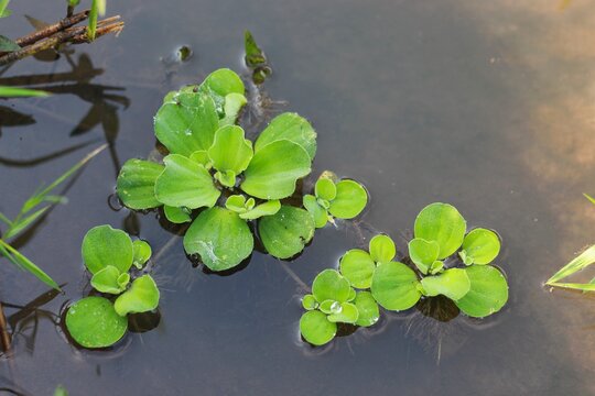 Kiambang : mas kumambang : pistia stratiotes floating on the water. Kiambang is a plant that lives in water, usually found in calm waters or ponds. Kiambang is usually used to decorate fish ponds.