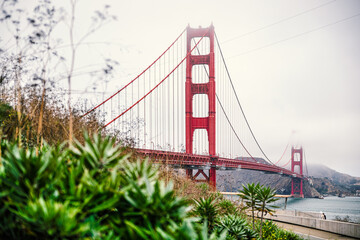 Golden Gate Bridge in San Francisco during foggy weather, blurred plants in the foreground.