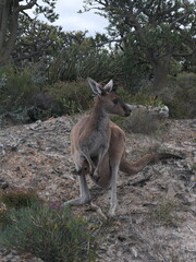 Känguru mit Baby im Beutel in Australien