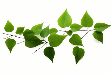green leaves isolated on white background, Generative AI