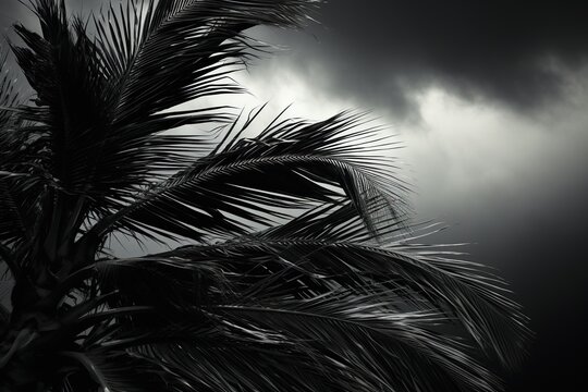 High contrast image of palm fronds against a stormy monochrome sky