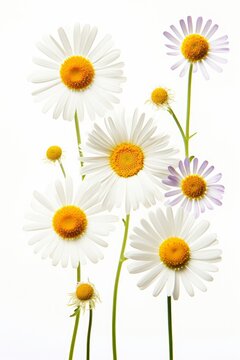 daisy flowers on white background, Generative AI