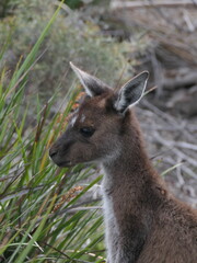 Nahaufnahme eines kleinen Kängurus in Australien