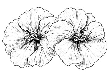 Fototapeta premium Hibiscus flower hand drawn ink sketch. Engraved style vector illustration