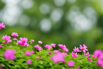 Fototapeta premium Closeup, Macro Photography of Pink Flowers, Low depth of field, High Background blur, background template, blurred background
