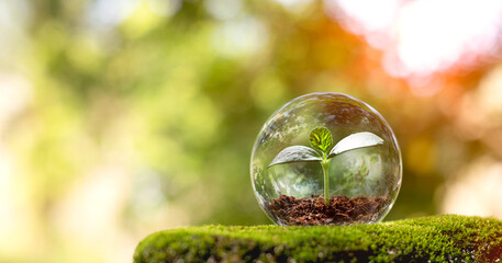 The tree growing in a crystal ball. Creative ideas of earth day or save energy and environment...