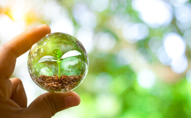A hand holding crystal ball with growing of tree for eco friendly or sustainable resources concept....