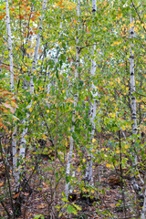Fototapeta na wymiar Beautiful birch grove in the forest.
