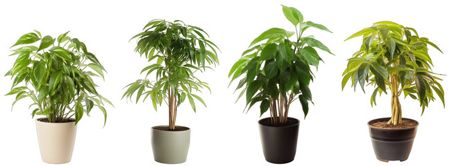 Large house dumb canes plant in modern pot or vase isolated on transparent background generative ai