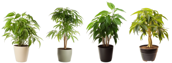 Large house dumb canes plant in modern pot or vase isolated on transparent background generative ai