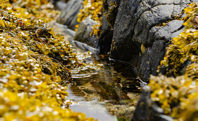 Beautiful detail of a small creek in the middle of a Scottish forest.