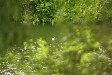 grass in the river
