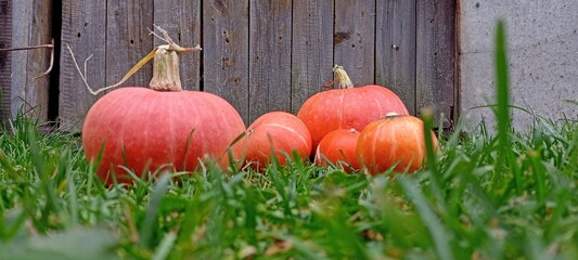 Autumn Halloween pumpkins. Orange pumpkins over nature background