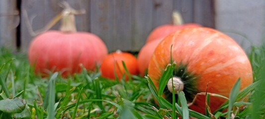 orange pumpkins at farmer. pumpkin patch. Copy space for your text

