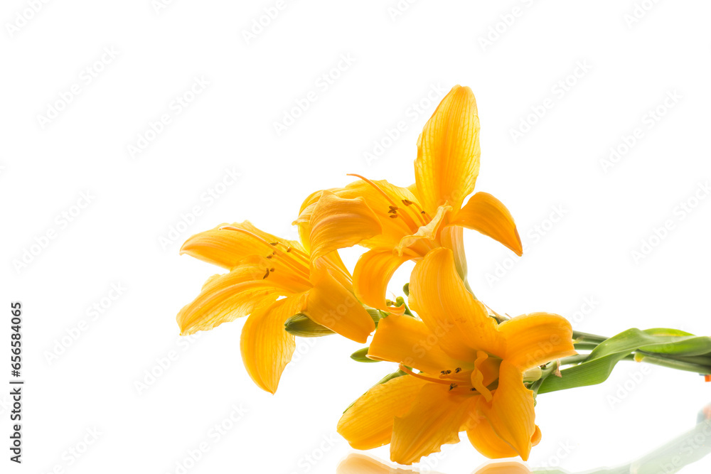 Wall mural bouquet of beautiful yellow lilies, on white background.